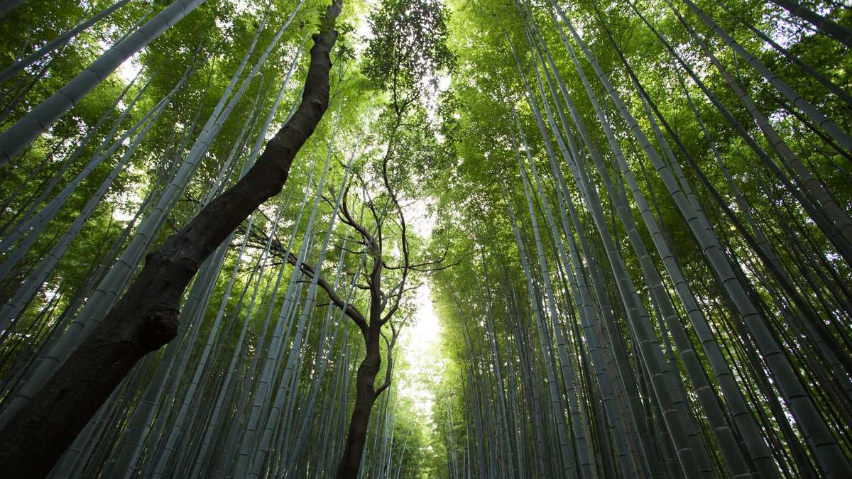 Forest